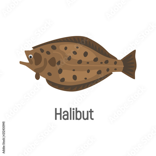 Halibut fish color isolated on white icon