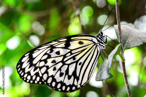  Closeup  beautiful butterfly  & flower in the garden. © blackdiamond67