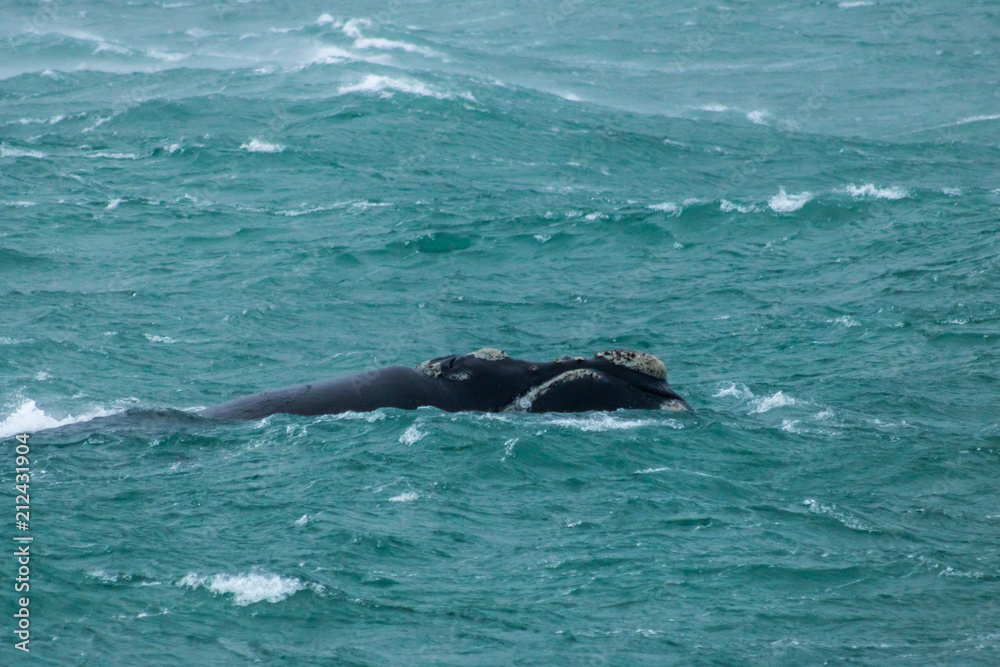 Fototapeta premium Southern Right Whale In Rough Seas 