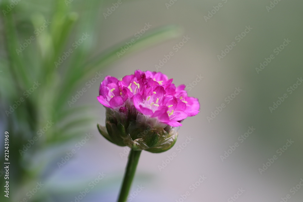 Obraz premium gazon d'Espagne