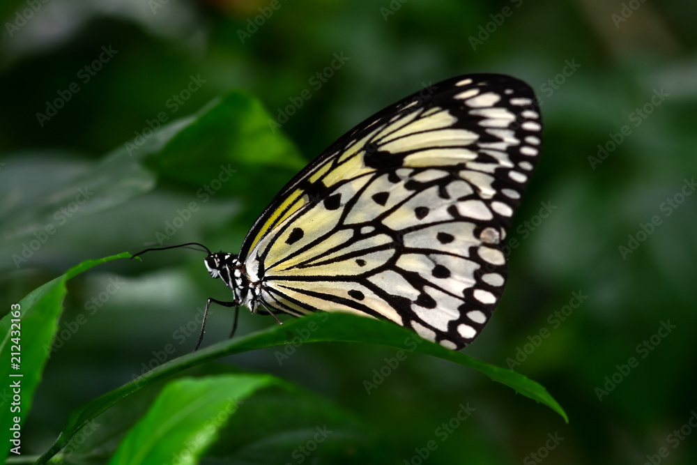 Fototapeta premium Closeup beautiful butterfly & flower in the garden.