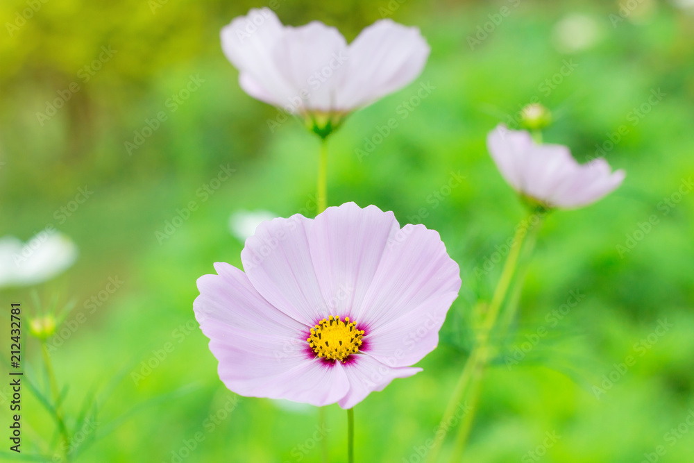 cosmos flowers in garden and blurred background as natural concept. cosmos flowers in garden and blurred background as natural concept.