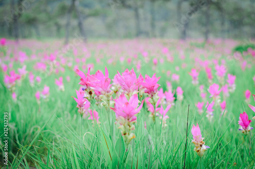 Krachai flower national park Chaiyaphum Province Thailand