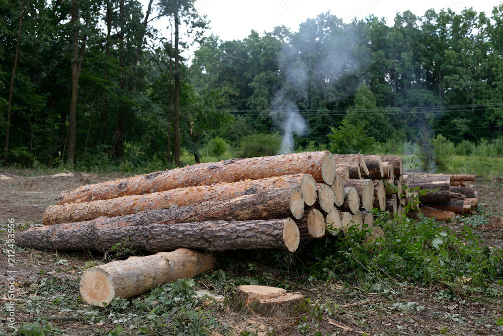 pile of logs