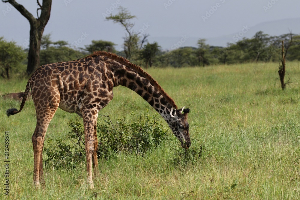 maasai Giraffe, Tanzania, Africa maasai Giraffe, Tanzania, Africa