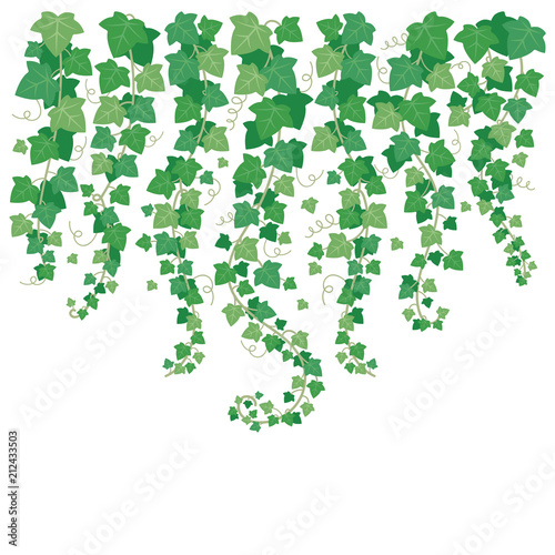 Dangling green ivy. Plants leaf hanging from above. Leaves isolated on garden white wall vector background illustration