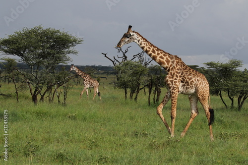 maasai Giraffe  Tanzania  Africa