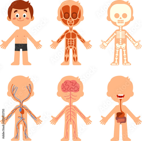 Cartoon boy body anatomy. Human biology systems anatomical chart. Skeleton, veins system and organs vector illustration