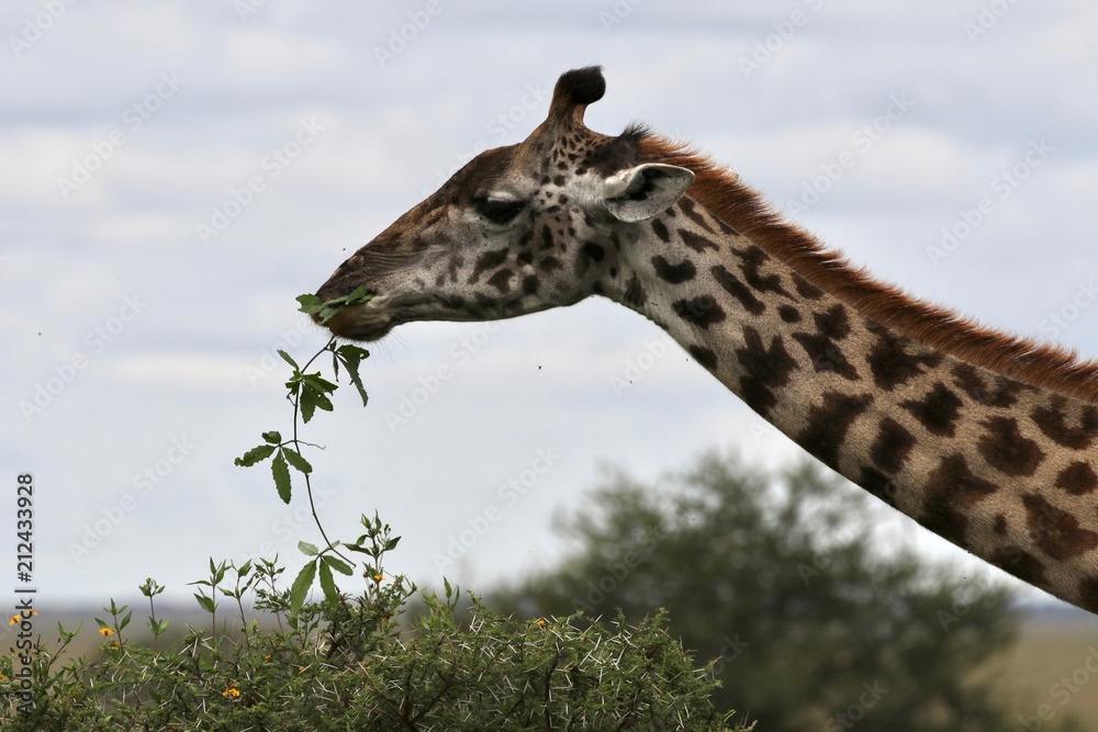 Obraz premium Giraffe, young Masai Giraffe, Serengeit