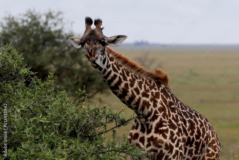 Fototapeta premium Giraffe, young Masai Giraffe, Serengeit