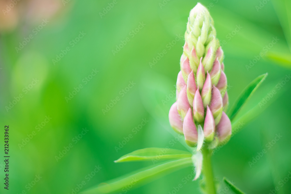 pink lupine macro pink lupine macro