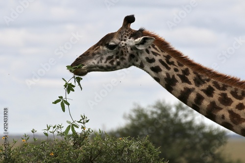 Giraffe, young Masai Giraffe, Serengeit