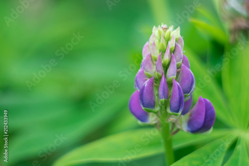 blue lupine macro photo