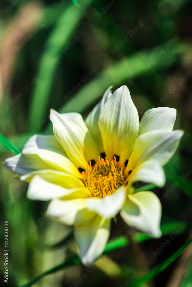 Fototapeta premium yellow flower in the garden
