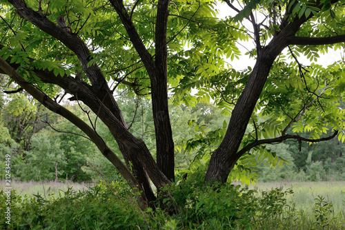 Obraz na płótnie hazel tree w salonie