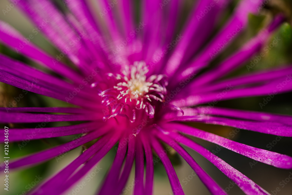 Obraz premium Beautiful flower