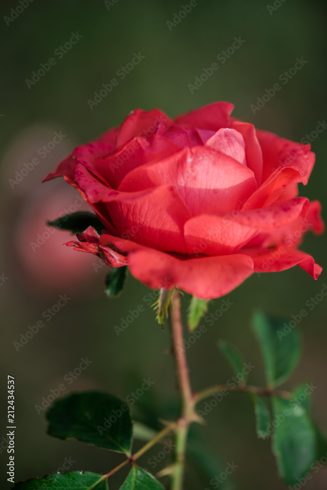 Beautiful flower Beautiful flower