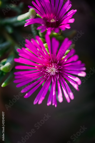 Beautiful flower