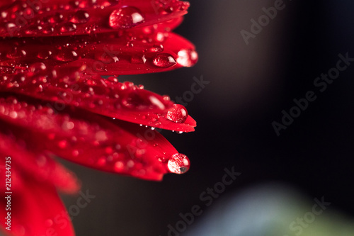 Pink gerbera flower with water drop close up photo