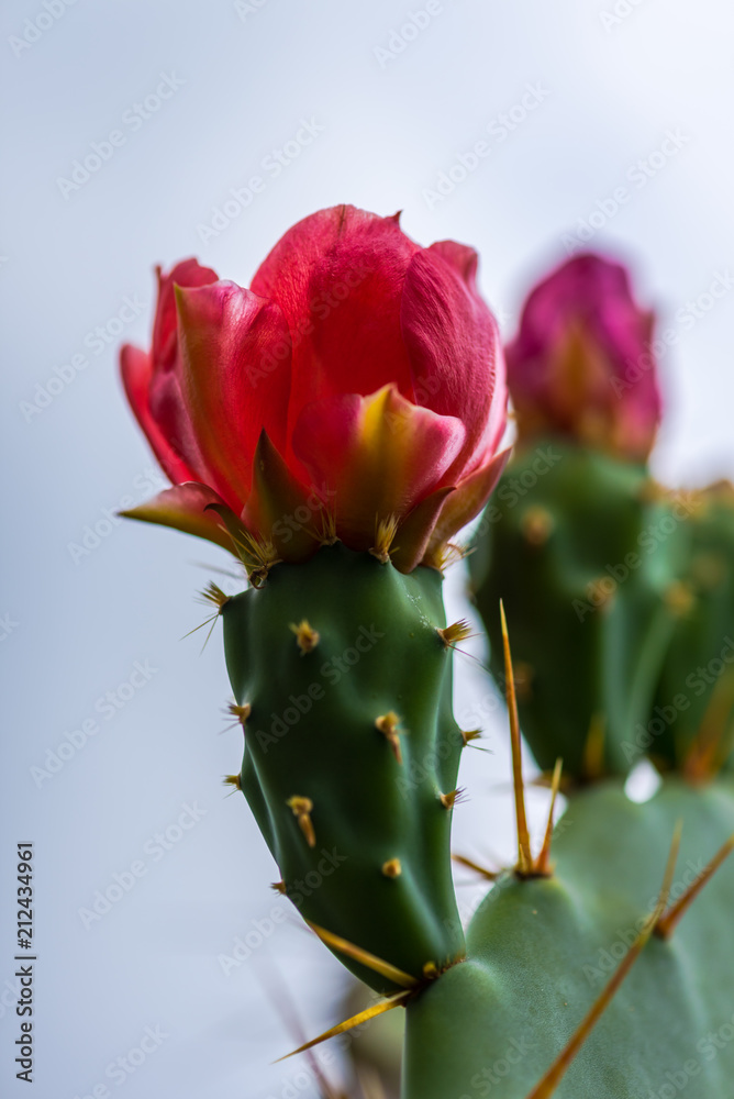cactus with flower cactus with flower