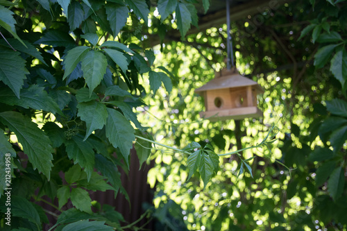 Feeders for birds in the city park