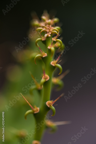 close up of a plant