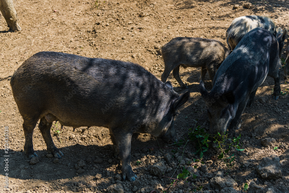 Wild boars Wild boars
