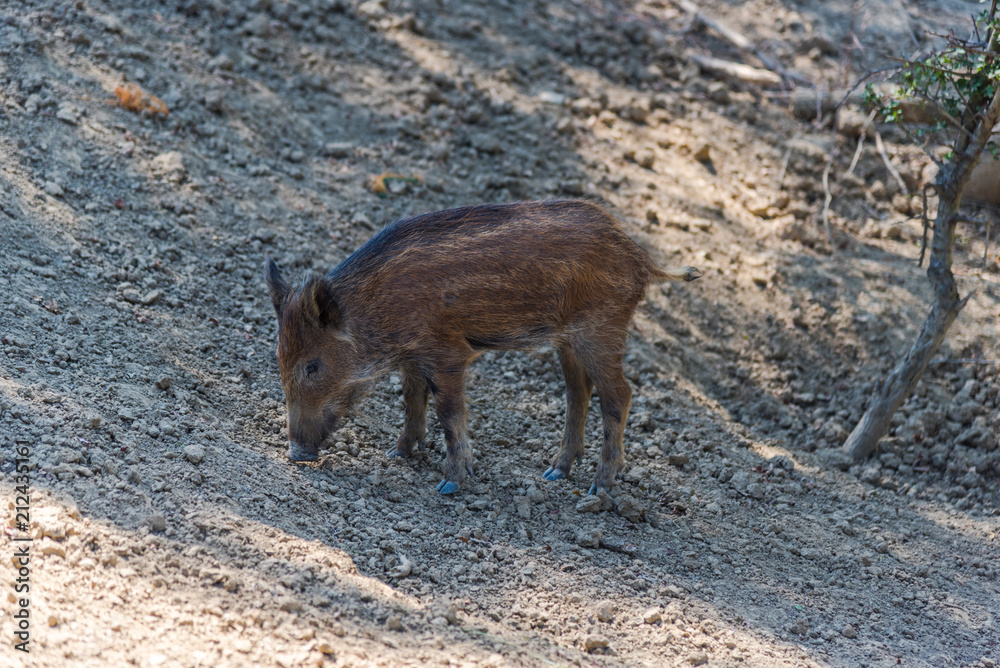 Wild boars