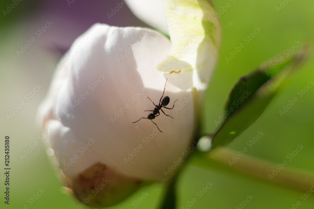 Ant crawling on a peony bud in the spring. Ant crawling on a peony bud in the spring.