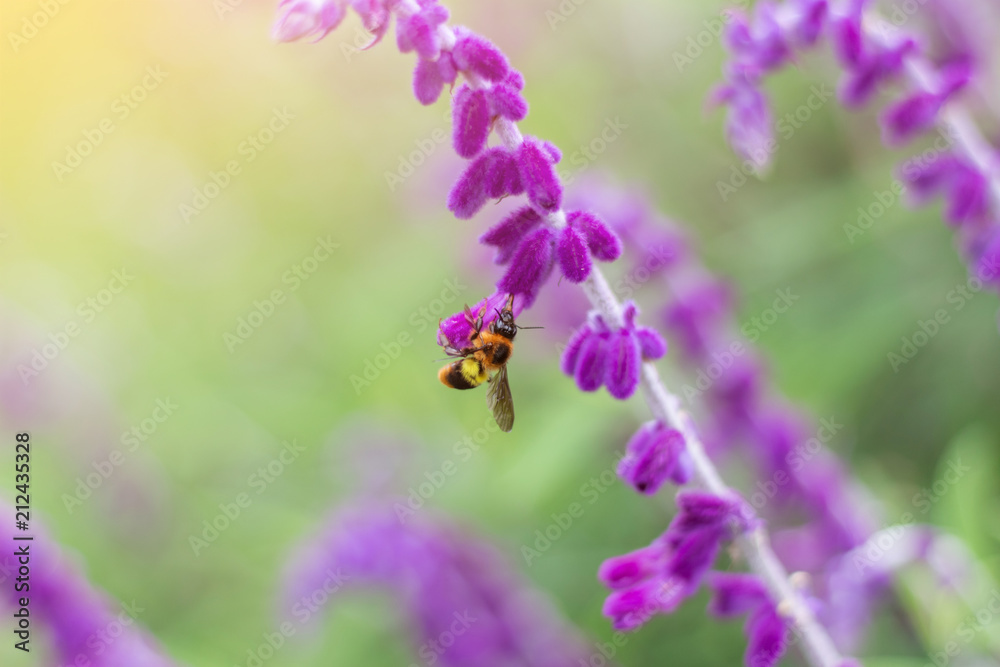 honey bee collecting pollen from a lavender flower honey bee collecting pollen from a lavender flower