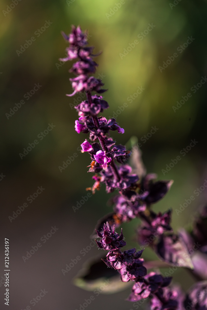 Fototapeta premium purple flowers in the garden