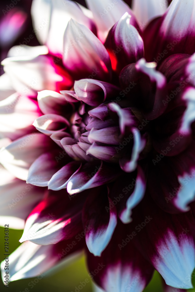 Beautiful Dahlia flower Beautiful Dahlia flower