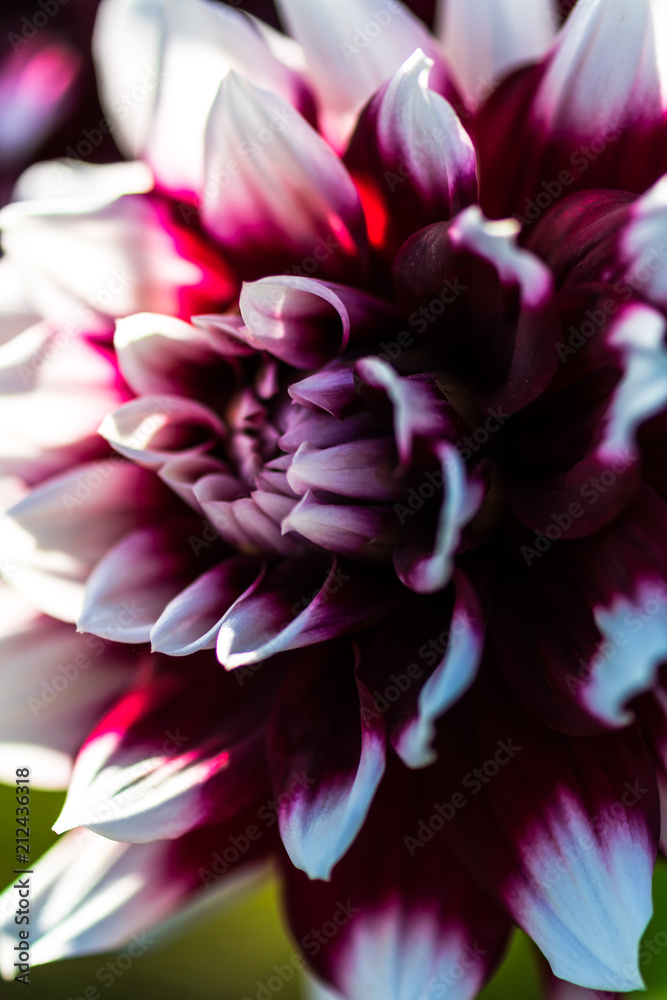 Beautiful Dahlia flower