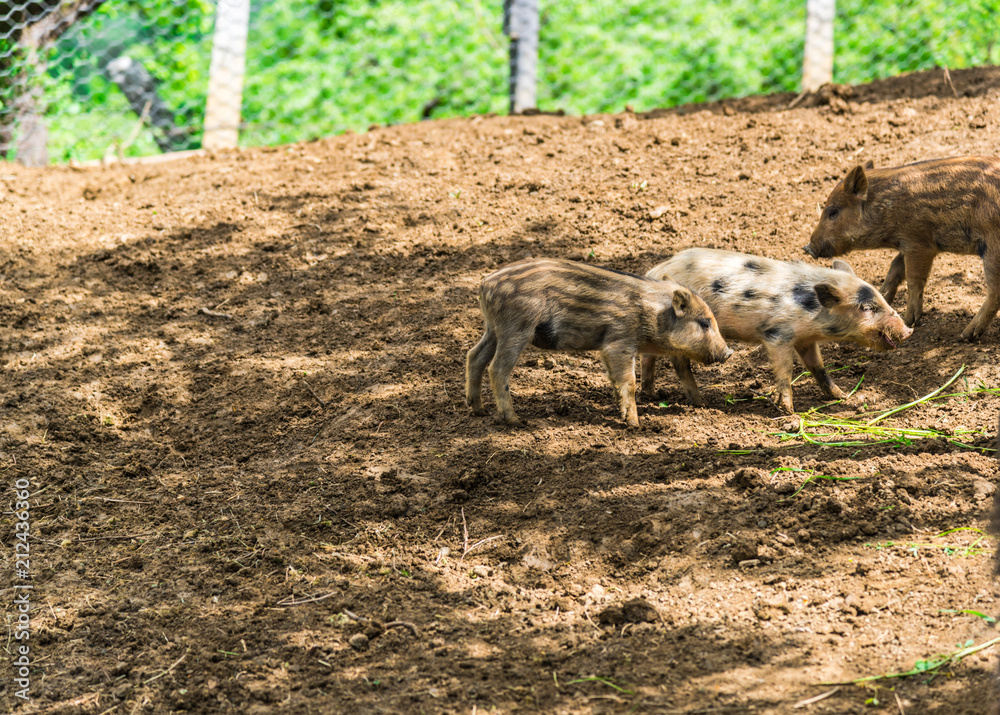 Wild boars Wild boars