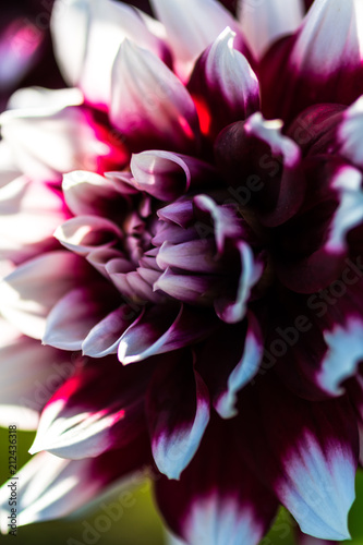 Beautiful Dahlia flower