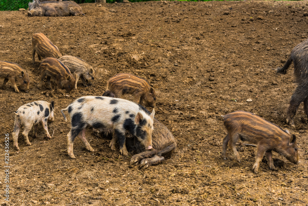 Wild boars Wild boars