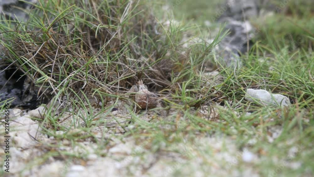 Okinawa,Japan-July 7, 2018: Hermit crab on a seashore of Miyako island, Okinawa, Japan Okinawa,Japan-July 7, 2018: Hermit crab on a seashore of Miyako island, Okinawa, Japan
