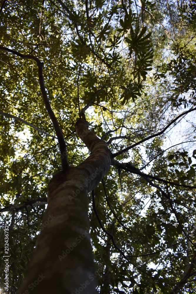 Fototapeta premium Tronco de árvore em floresta tropical