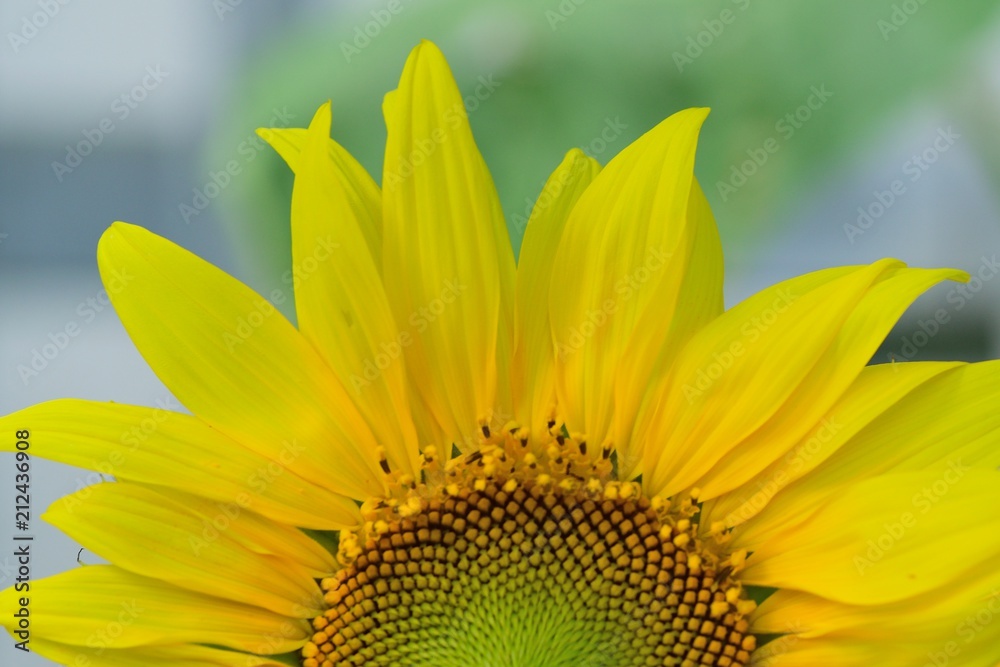 Obraz premium Macro details of yellow Sunflower in nature