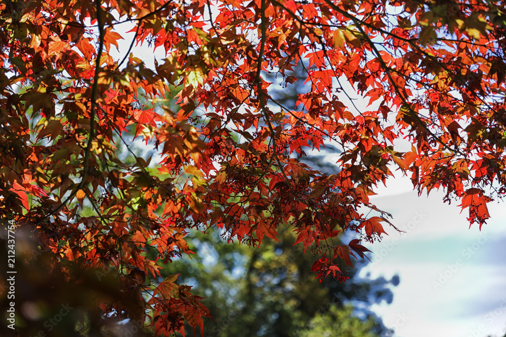 Japenese maple tree with sky tower in background Japenese maple tree with sky tower in background
