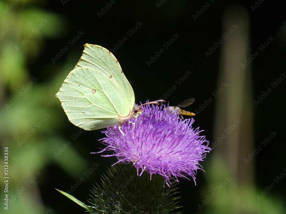 brimstone butterfly on the blossom of a thistle brimstone butterfly on the blossom of a thistle