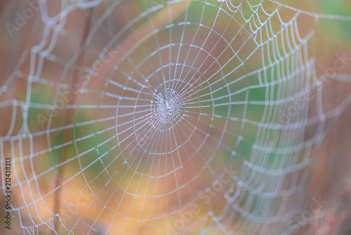 spider web with dew