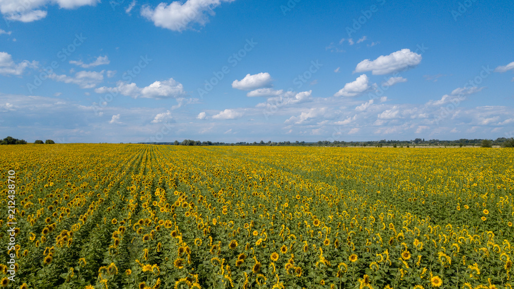 Aerial view of cultivated sunflower field in summer