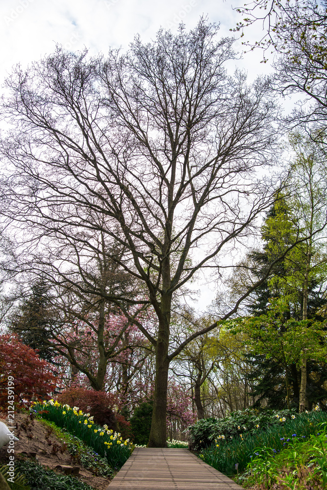 Landscape in Keukenhof park , Holland