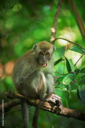 Funny monkey