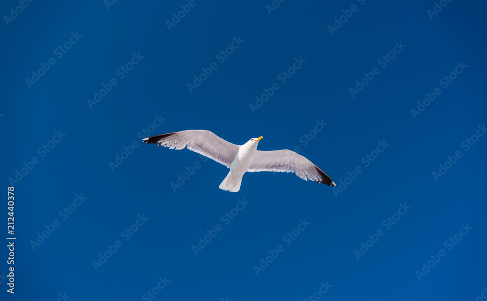 seagull in the blue sky seagull in the blue sky