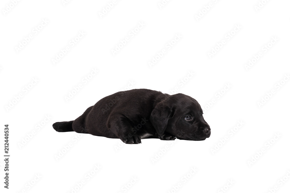 5 week old labrador puppy isolated on a white background lying down 5 week old labrador puppy isolated on a white background lying down