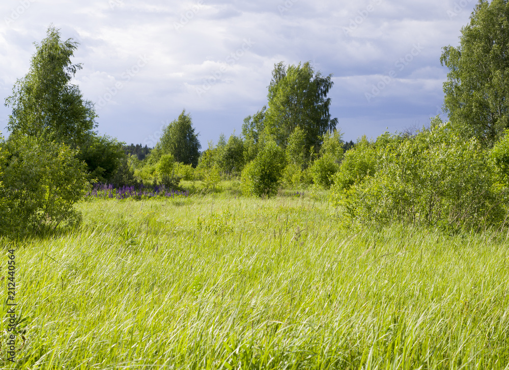 sky over the lawn and forest at summer. background, nature sky over the lawn and forest at summer. background, nature