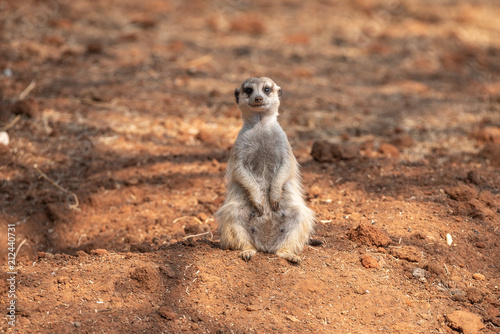 Female meerkat or suricate, Suricata suricatta