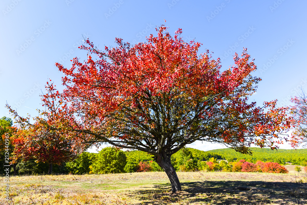 Autumn trees